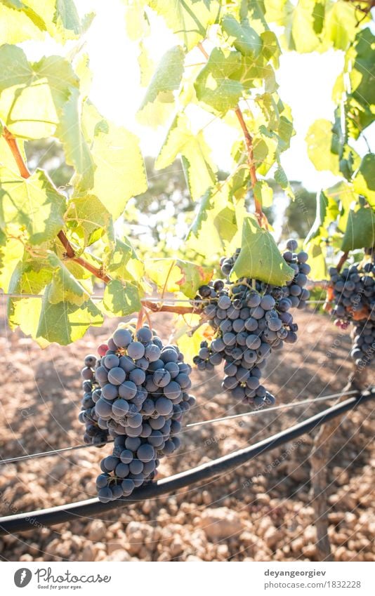 Vine grapes Fruit Vacation & Travel Tourism Summer Nature Landscape Plant Autumn Leaf Growth Fresh Green Red Bunch of grapes vine Vineyard vines wine Winery