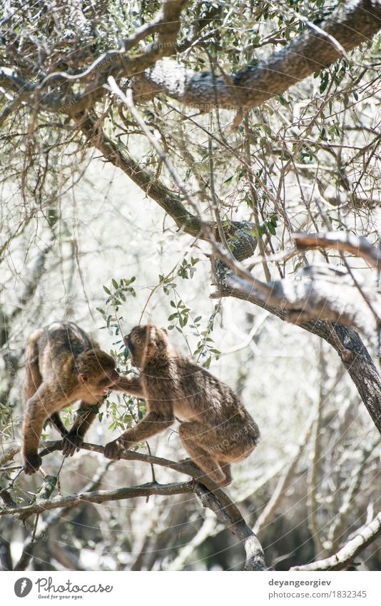 Barbary macaques who fight Happy Playing Nature Animal Earth Tree Forest Virgin forest Small Funny Cute Wild Monkeys Boxing wildlife primate Squirrel Mammal