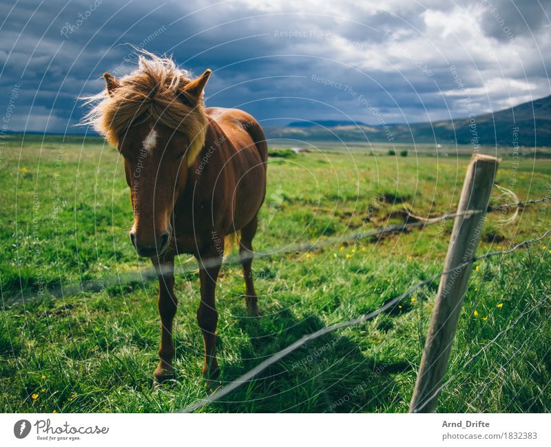 Iceland - Pony Vacation & Travel Trip Adventure Far-off places Mountain Landscape Plant Animal Sky Clouds Storm clouds Weather Bad weather Rain Meadow Field