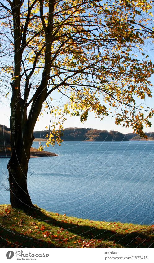 Tree stands by the lake in autumn Lake River dam Landscape Water Autumn Autumnal colours Dhünntalsperre Mountainous area thin Reservoir Sunlight