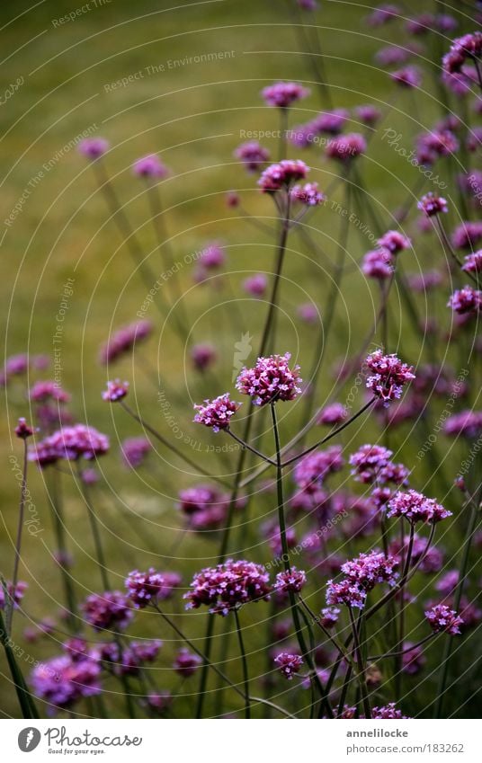 autumn lights Environment Nature Plant Grass Blossom Stalk Park Meadow Green Violet Flowerbed Smooth Dark Sombre mood Contrast Bouquet Pick Growth Beautiful