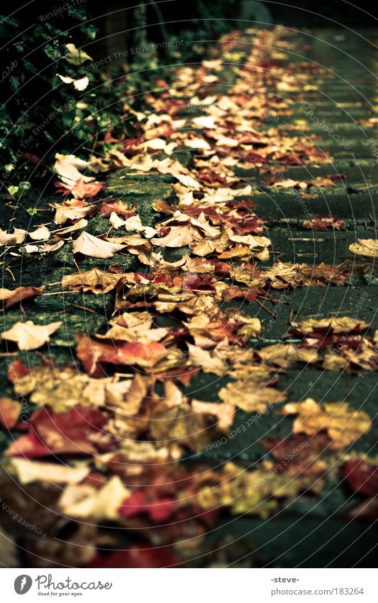 late year Colour photo Exterior shot Dawn Autumn Red Leaf Autumn leaves Lanes & trails Autumnal