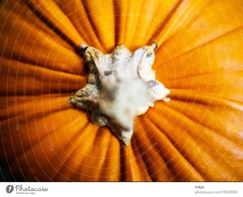 pumpkin Pumpkin Pumpkin time Nutrition Thanksgiving Hallowe'en Autumn Stalk Large Near Orange Vignetting Colour photo Interior shot Close-up Detail