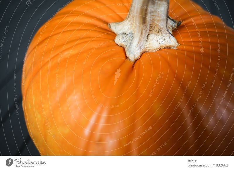 pumpkin Pumpkin Orange Large Pumpkin time Harvest Healthy Eating Vegetable Round Autumn Fresh Lush