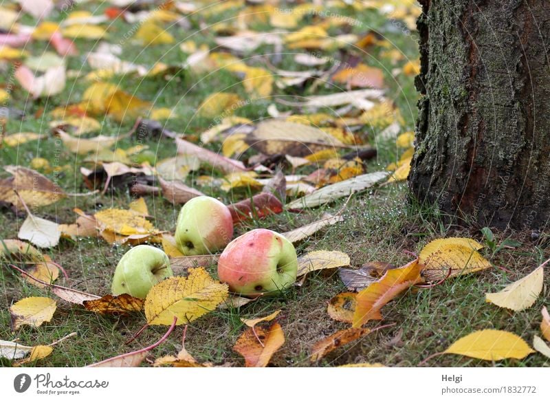 ...not far from the tribe... Food Fruit Apple Environment Nature Plant Autumn Tree Grass Agricultural crop Tree trunk Garden Lie Stand To dry up Growth