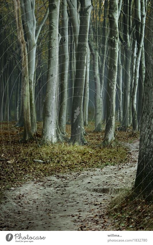 Beeches in the ghost forest Nienhagen Beech tree Beech wood Forest Ghost forest Nature reserve Creepy Footpath Puddle Dark Rain Colour photo Exterior shot