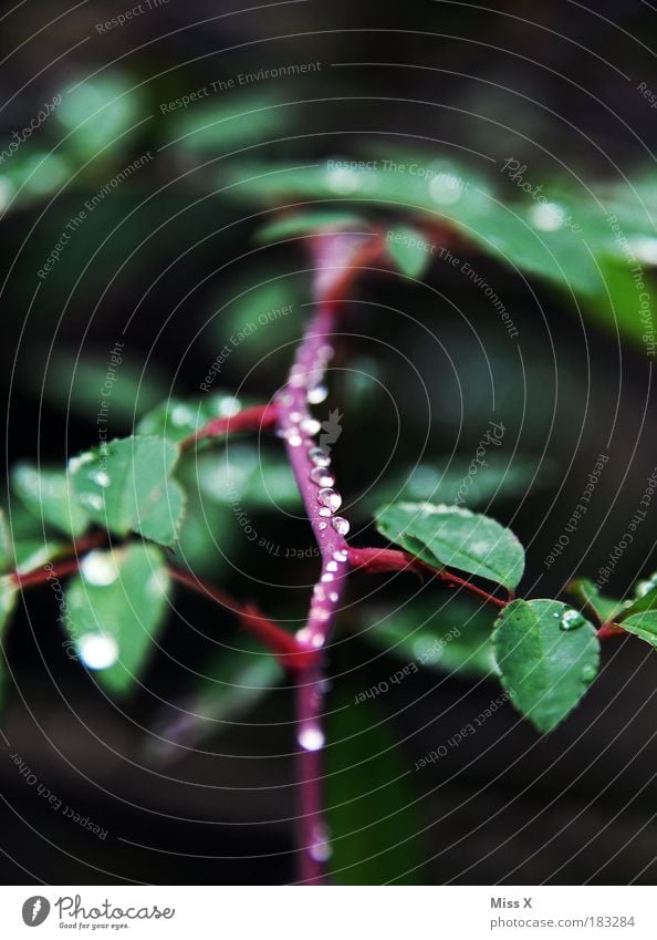 trickle Colour photo Subdued colour Exterior shot Close-up Detail Macro (Extreme close-up) Deserted Copy Space left Copy Space right Copy Space top Morning Day