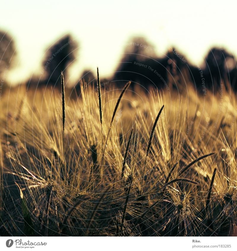 feel. Colour photo Exterior shot Deserted Copy Space top Evening Twilight Light Sunlight Sunrise Sunset Shallow depth of field Central perspective Environment