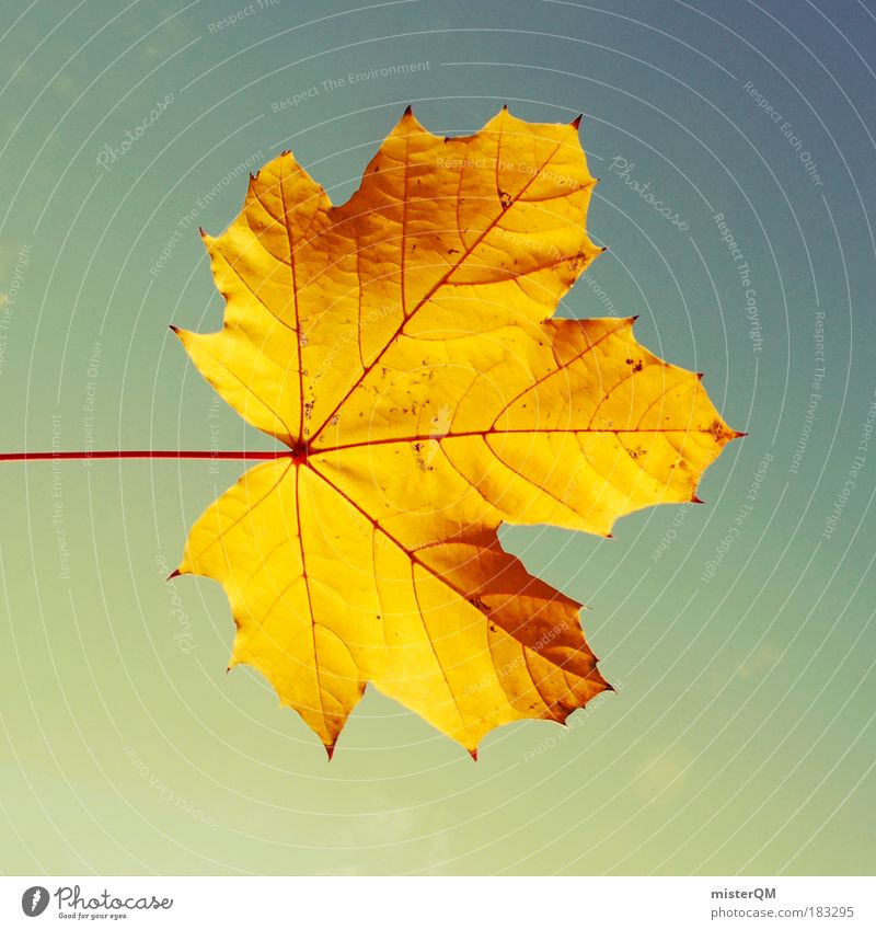 Golden Leaf. Colour photo Subdued colour Multicoloured Exterior shot Close-up Detail Macro (Extreme close-up) Pattern Structures and shapes Deserted