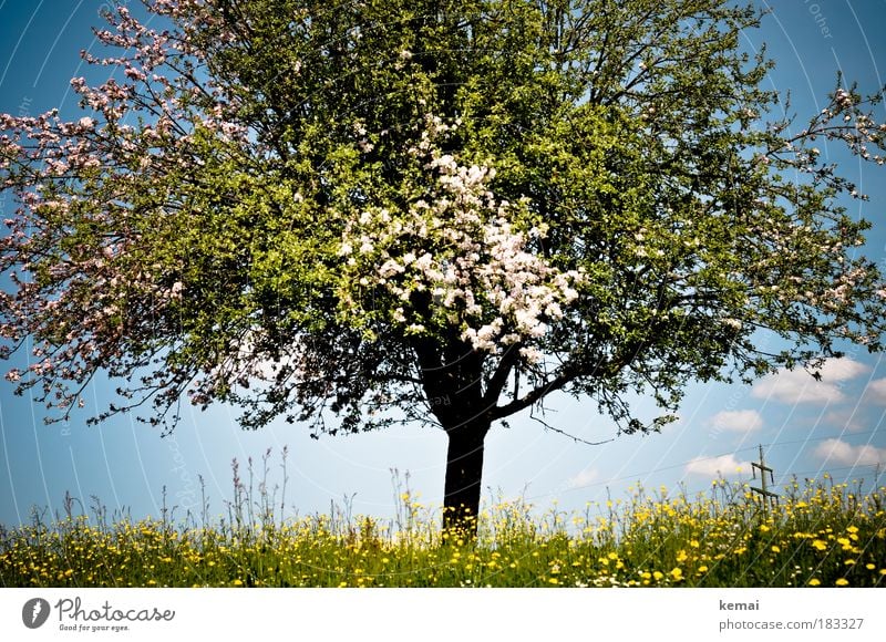 tree of life Environment Nature Landscape Plant Sky Clouds Spring Summer Beautiful weather Tree Flower Grass Blossom Foliage plant Agricultural crop Cherry tree