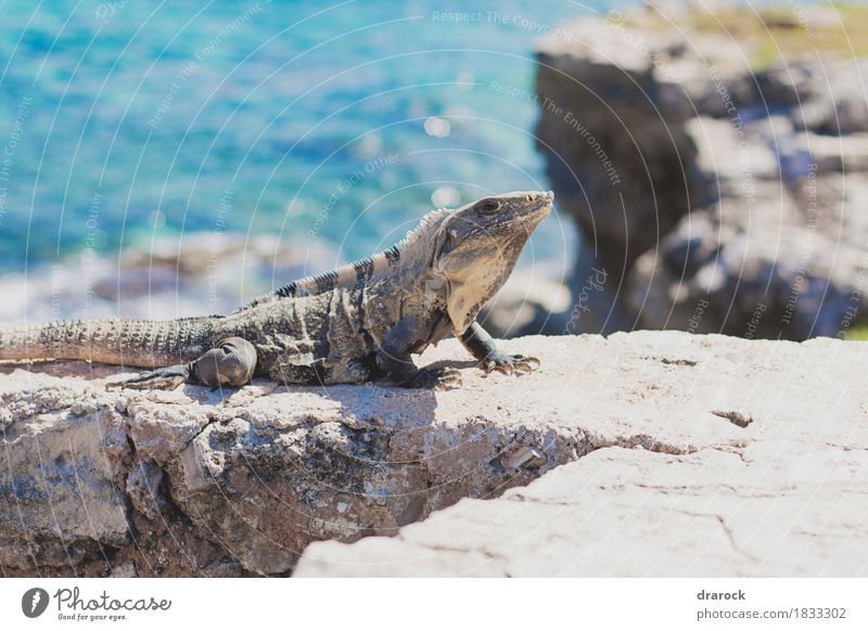 Iguana on a cliff (Isla Mujeres) Environment Nature Beach Ocean Caribbean Sea isla mujeres Cancun Mexico Animal Wild animal 1 Blue Brown Multicoloured Turquoise