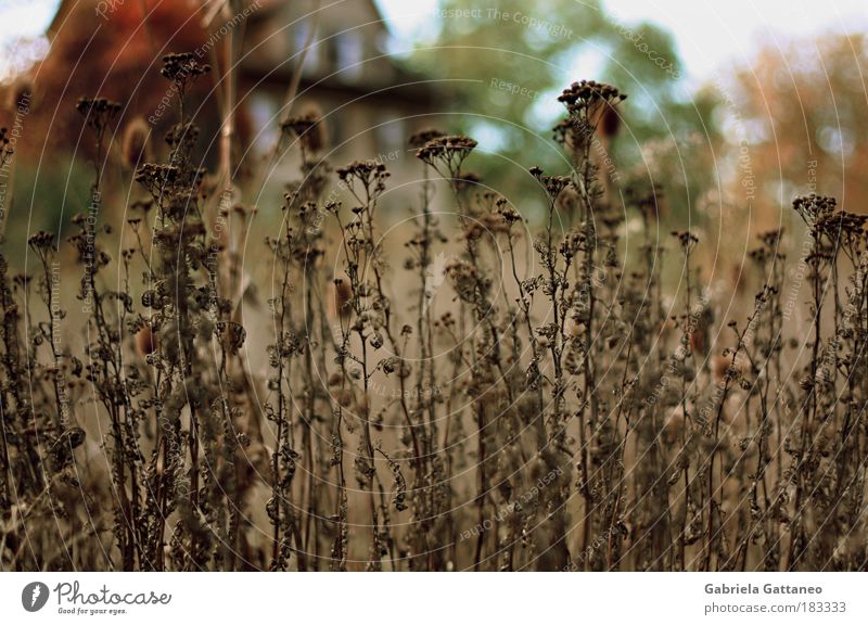 in the day haunts in the houses not Colour photo Exterior shot Detail Deserted Blur Worm's-eye view Nature Bushes Wild plant House (Residential Structure) Hut