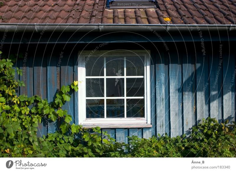 Green tendrils on blue house Living or residing Flat (apartment) House (Residential Structure) Dream house Garden Leaf Blackberry bush Village Hut Facade Window