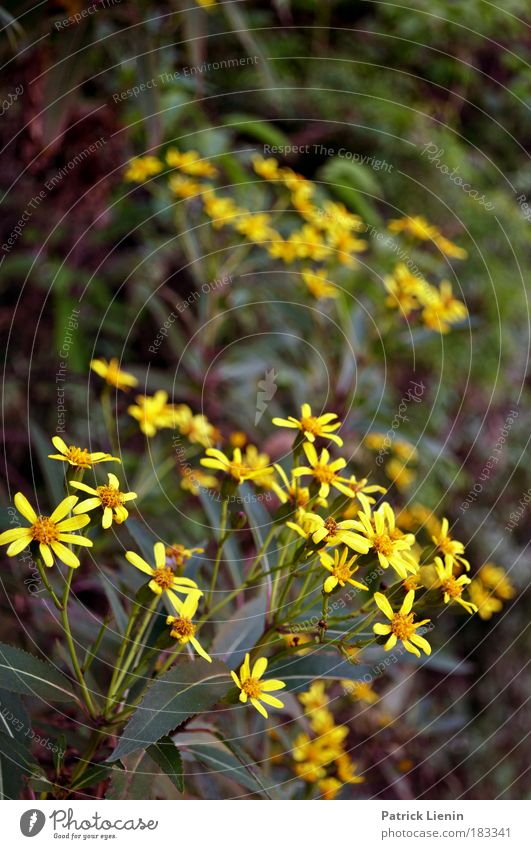 Bunja Environment Nature Plant Spring Flower Blossom Foliage plant Wild plant Exotic Forest Mountain Yellow Daisy Family Australia Sun Calm Green Comforting