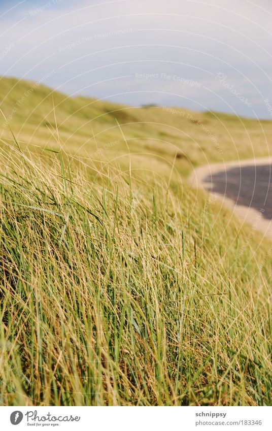 coastal strip Colour photo Exterior shot Deserted Day Worm's-eye view Nature Landscape Wind Grass Bushes Meadow Hill Coast North Sea Natural Green