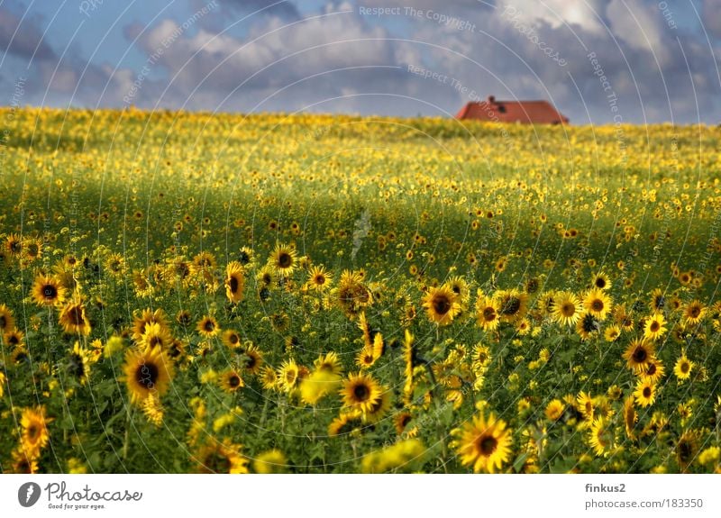 Sunflowerfields for ever Colour photo Multicoloured Exterior shot Deserted Day Light Shadow Sunlight Blur Shallow depth of field Long shot Landscape Plant