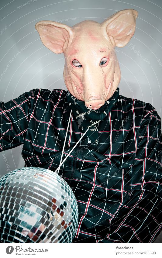 popstar swine flu Colour photo Multicoloured Interior shot Studio shot Flash photo Animal portrait Upper body Front view Looking into the camera Farm animal