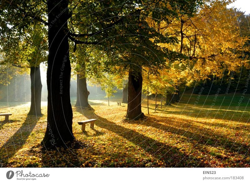 autumn shadow Colour photo Exterior shot Deserted Morning Light Shadow Contrast Silhouette Sunlight Back-light Shallow depth of field Long shot Environment