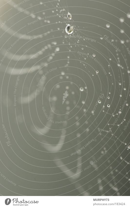 Captured dew or when spiders learn to swim Colour photo Exterior shot Close-up Detail Macro (Extreme close-up) Deserted Copy Space left Copy Space right