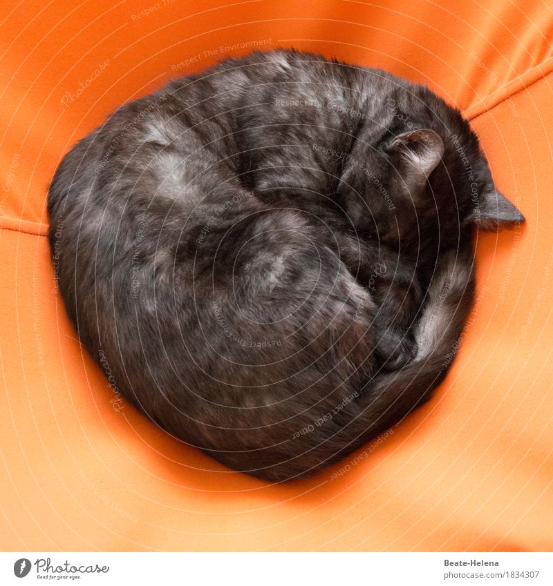 Delicate cat roll Elegant Joy Healthy Pet Cat Breathe Relaxation Lie Sleep Esthetic Authentic Happy Cuddly Round Orange Black Emotions Safety (feeling of)