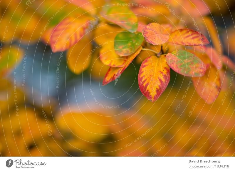 autumn day Nature Landscape Plant Animal Autumn Beautiful weather Tree Bushes Leaf Garden Park Forest Yellow Orange Red Autumnal Autumn leaves Autumnal colours