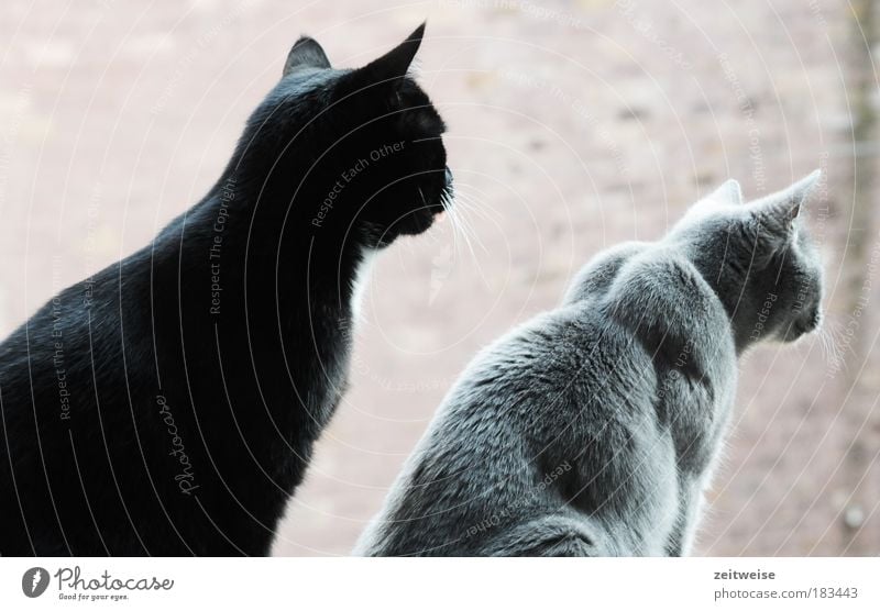 cabbage tit Colour photo Exterior shot Neutral Background Day Animal portrait Profile Pet Cat Pelt 2 Observe Sit Wait Together Curiosity Cute Gray Black