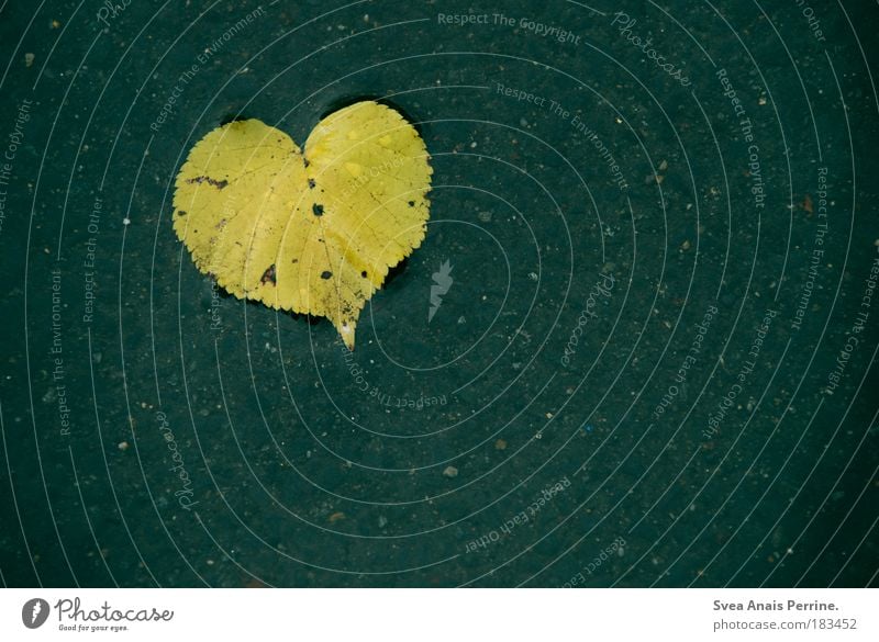 I <3 Photocase Colour photo Exterior shot Deserted Copy Space bottom Neutral Background Day Contrast Water Nature Thrifty Decline Transience Lose Leaf Heart