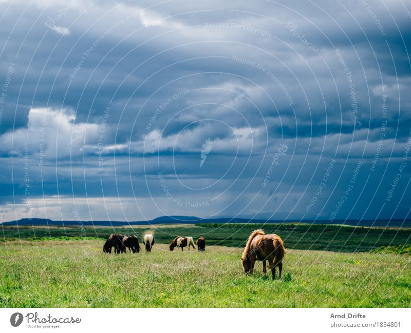 Iceland - Ponies Vacation & Travel Trip Far-off places Freedom Nature Landscape Plant Animal Sky Clouds Storm clouds Weather Bad weather Rain Meadow Field Peak