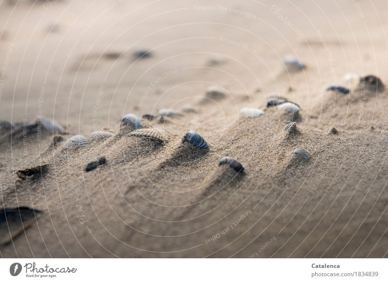 Shells in the sand, blown by the wind Vacation & Travel Summer Beach Ocean Nature Sand Wind Mussel Mussel shell Lie Esthetic naturally Brown Yellow Gray Black