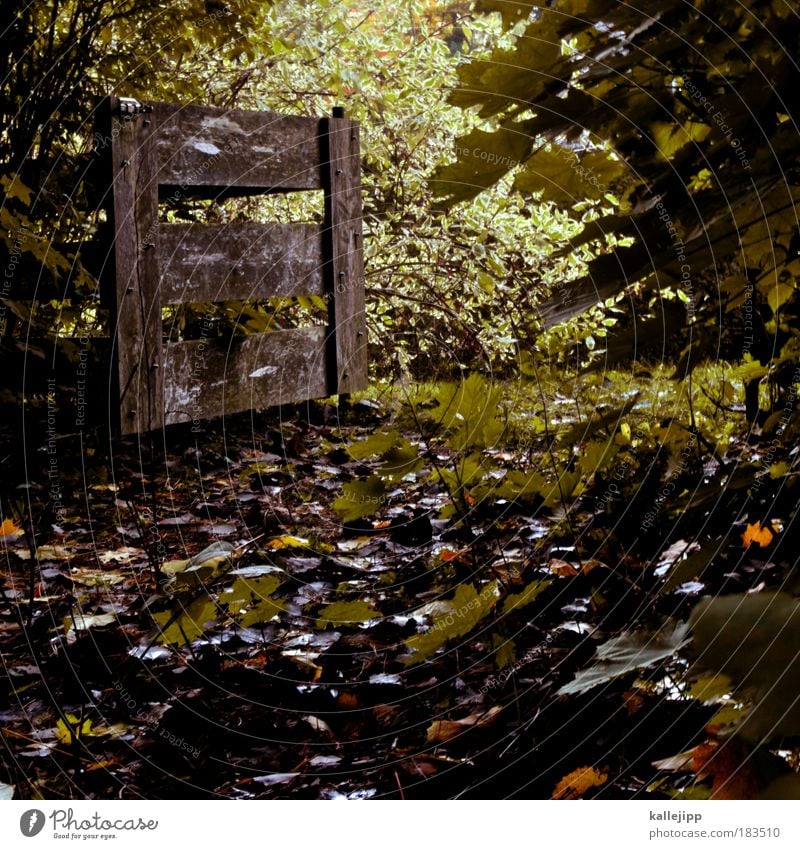 hannibal ante portas Colour photo Subdued colour Exterior shot Deserted Day Light Shadow Environment Nature Landscape Plant Autumn Bushes Leaf Foliage plant