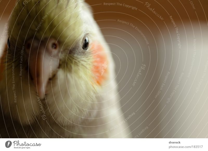 Look At Me Animal Pet Bird 1 Cool (slang) Yellow Gold Gray Red Power Truth Honest Authentic cockatiel Feather Parakeet Close-up Detail Macro (Extreme close-up)