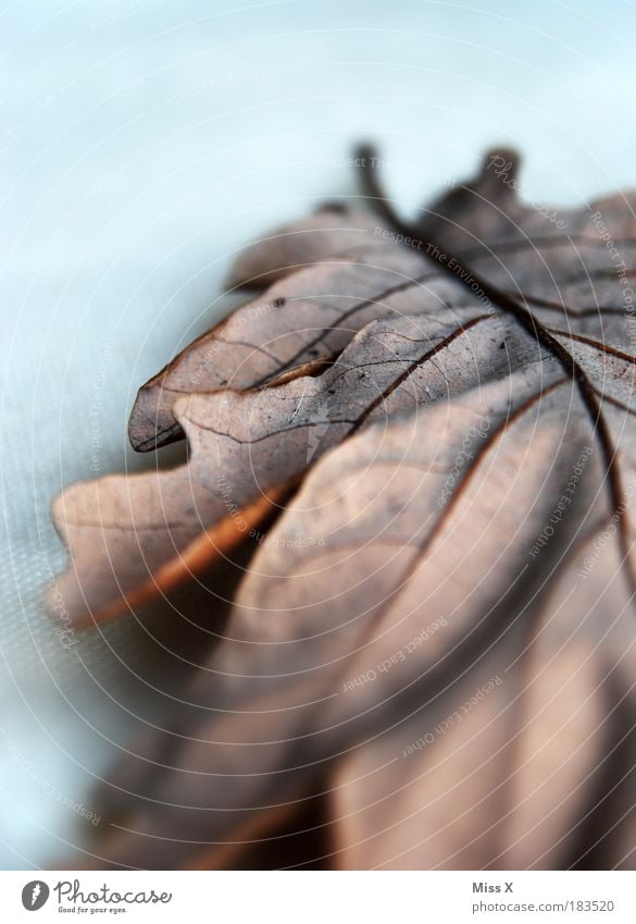 Autumn from the grey side Interior shot Studio shot Close-up Detail Macro (Extreme close-up) Deserted Copy Space left Copy Space top Neutral Background Day