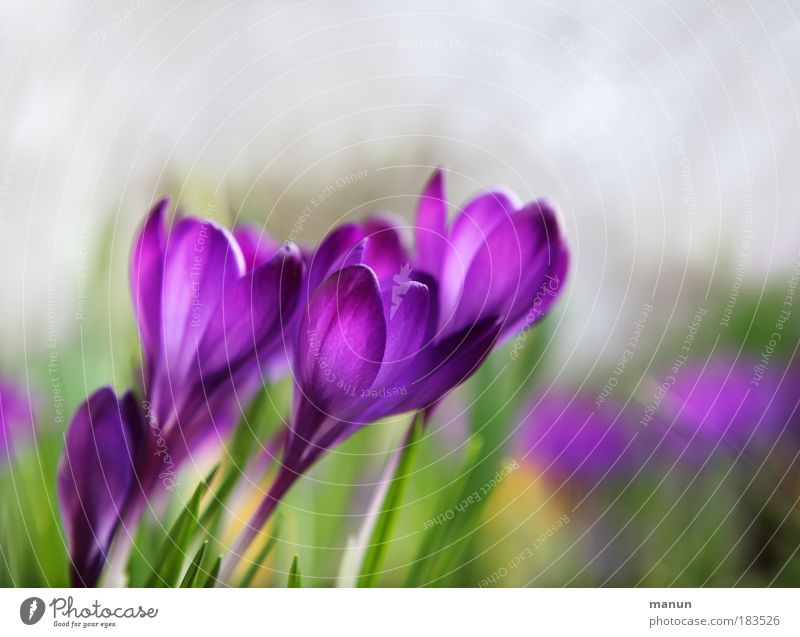 glimmer of hope Colour photo Exterior shot Close-up Structures and shapes Copy Space right Copy Space top Neutral Background Morning Day Contrast Sunlight