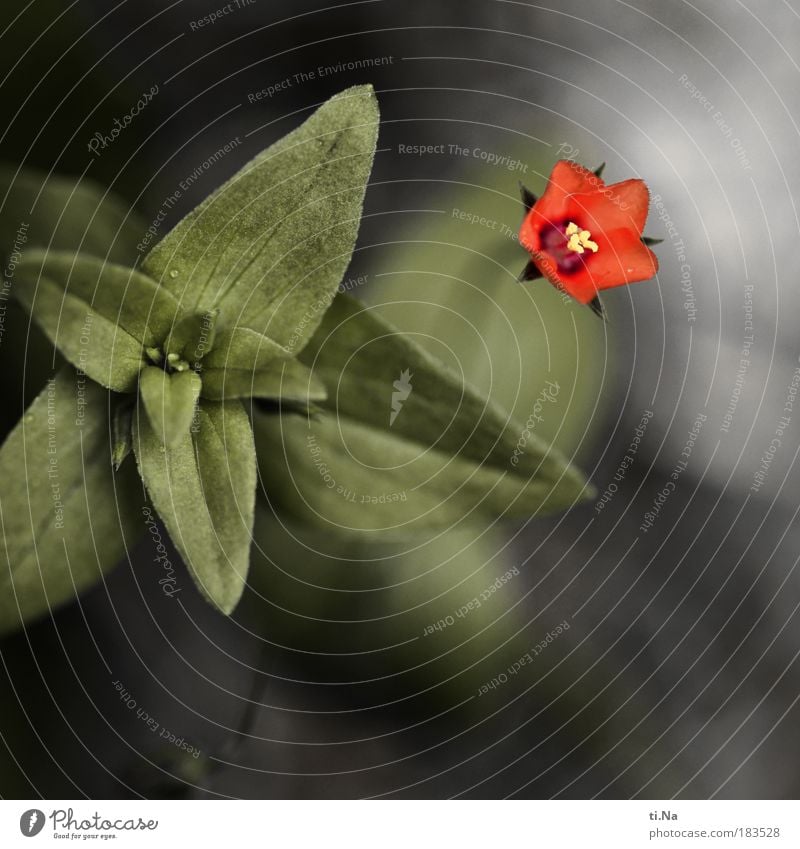 small red *90* Colour photo Exterior shot Close-up Detail Macro (Extreme close-up) Deserted Copy Space bottom Day Shallow depth of field Environment Nature