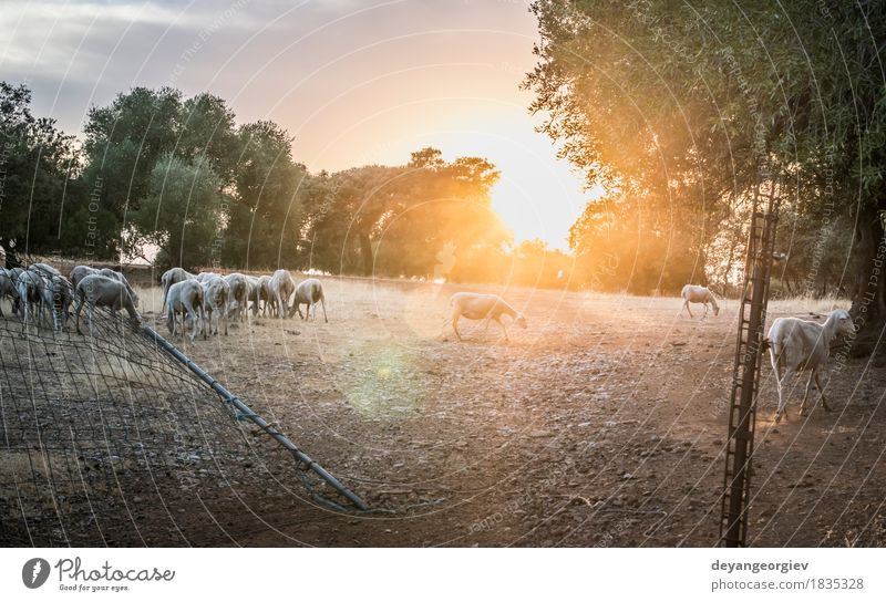 Flock of sheep at sunset Beautiful Summer Sun Mountain Nature Landscape Animal Sky Autumn Tree Grass Meadow Forest Hill Herd To feed Sheep flock Sunset