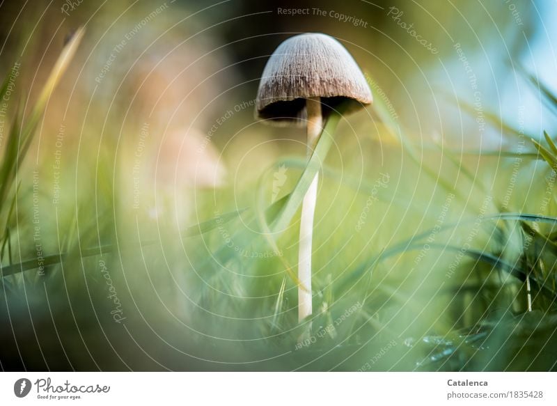 One mushroom ( actually 3 mushrooms ) Nature Plant Autumn Mushroom Meadow To dry up Growth Brown Yellow Green Turquoise Happiness Calm Discover Healthy