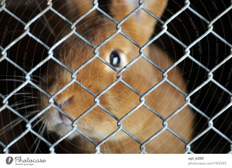 behind bars Animal Pet Farm animal Hare & Rabbit & Bunny 1 Barn Looking Authentic Cute Warmth Soft Gold Black Emotions Safety (feeling of) Grating Mesh grid