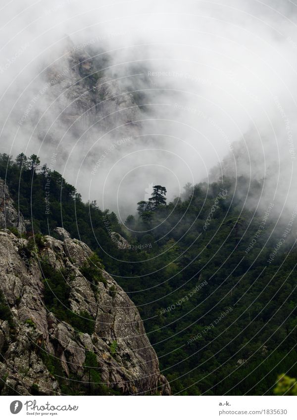 Swallowed Adventure Freedom Hiking Landscape Air Clouds Fog Tree Forest Mountain Corsica Looking Infinity Surprise Wanderlust Experience Idyll Nature