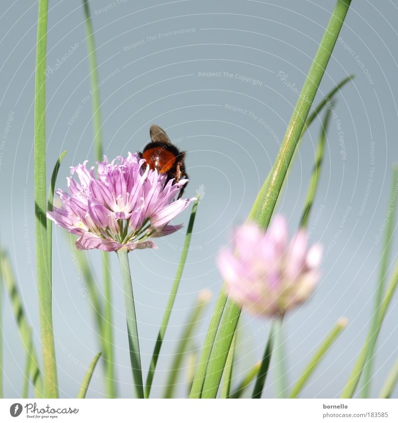 Summer day 2 Colour photo Exterior shot Close-up Deserted Neutral Background Day Light Sunlight Worm's-eye view Nature Plant Animal Cloudless sky