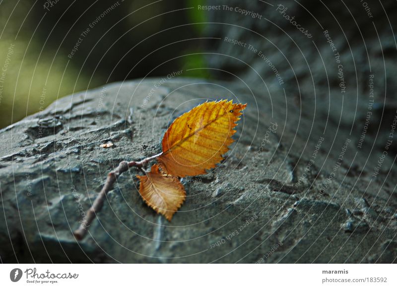 n´ sheet Sculpture Nature Autumn Weather Beautiful weather Plant Tree Leaf Park Monument Stone Rachis Leaf shade Loneliness Stagnating Moody Dream Colour photo