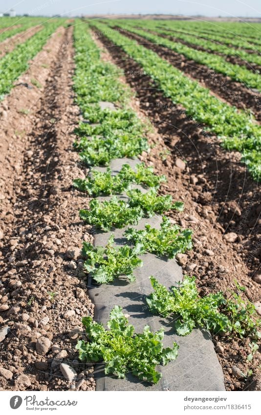 Lettuce field in rows. Vegetable Vegetarian diet Summer Nature Landscape Plant Earth Leaf Growth Fresh Green lettuce Farm agriculture Produce food healthy Salad