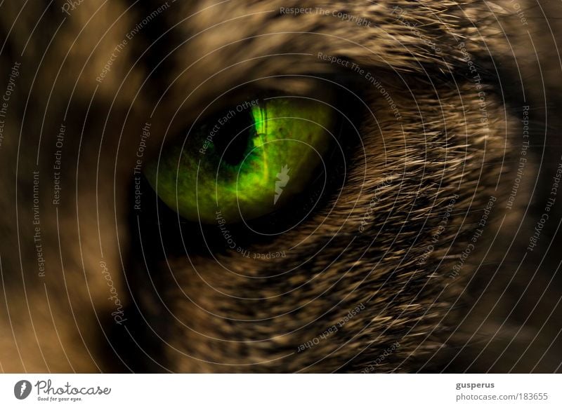 {slit} eye Colour photo Macro (Extreme close-up) Copy Space bottom Artificial light Shallow depth of field Animal portrait Looking Looking into the camera Cat