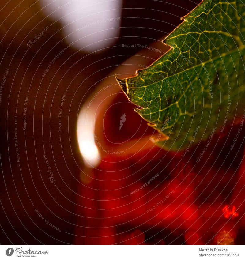 rose petal Leaf Rose Vase Glass Detail Macro (Extreme close-up) Living room Blur Romance