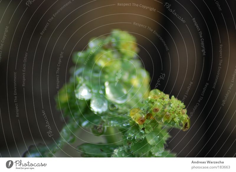 Dew in the morning Environment Nature Drops of water Climate Beautiful weather Rain Plant Leaf Blossom Foliage plant Water Simple Fresh Cold Near Wet Natural