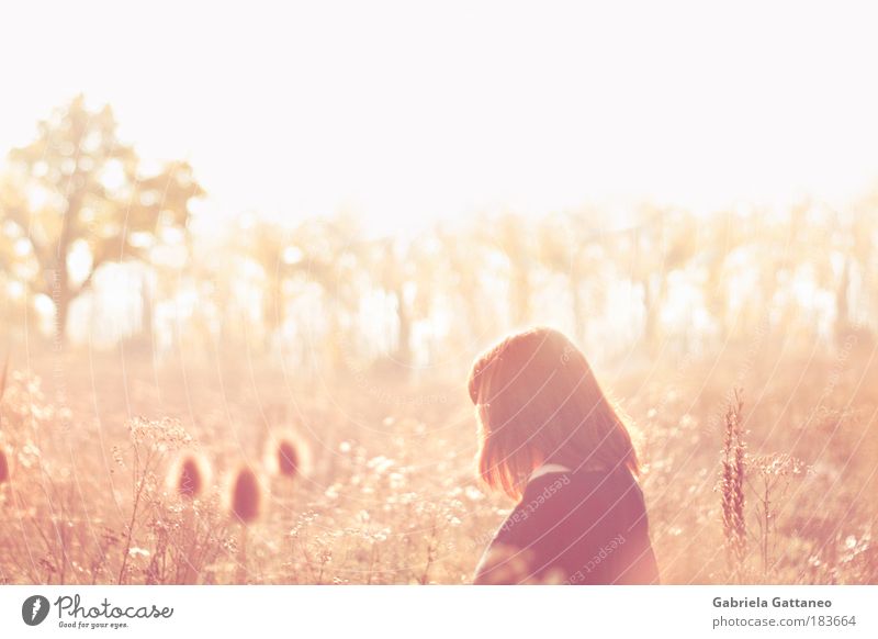 meadows Colour photo Exterior shot Copy Space left Copy Space top Reflection Light (Natural Phenomenon) Sunlight Back-light Blur Feminine 1 Human being Nature