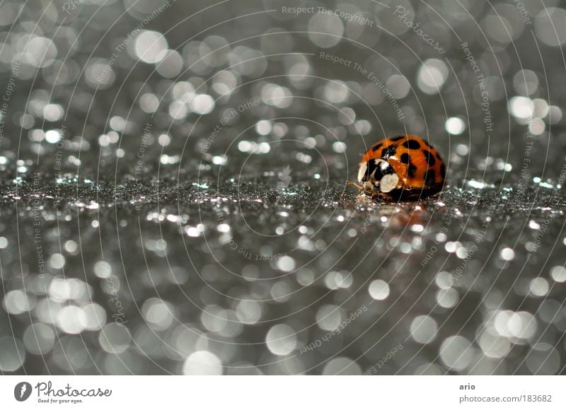 points Colour photo Interior shot Close-up Macro (Extreme close-up) Deserted Copy Space left Artificial light Shallow depth of field Animal portrait Environment