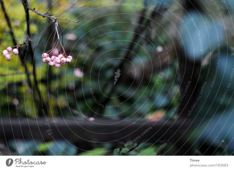 in front of the old mansion... Colour photo Exterior shot Day Shallow depth of field Autumn Plant Bushes Wild plant Hang Dark Gloomy Pink Homesickness