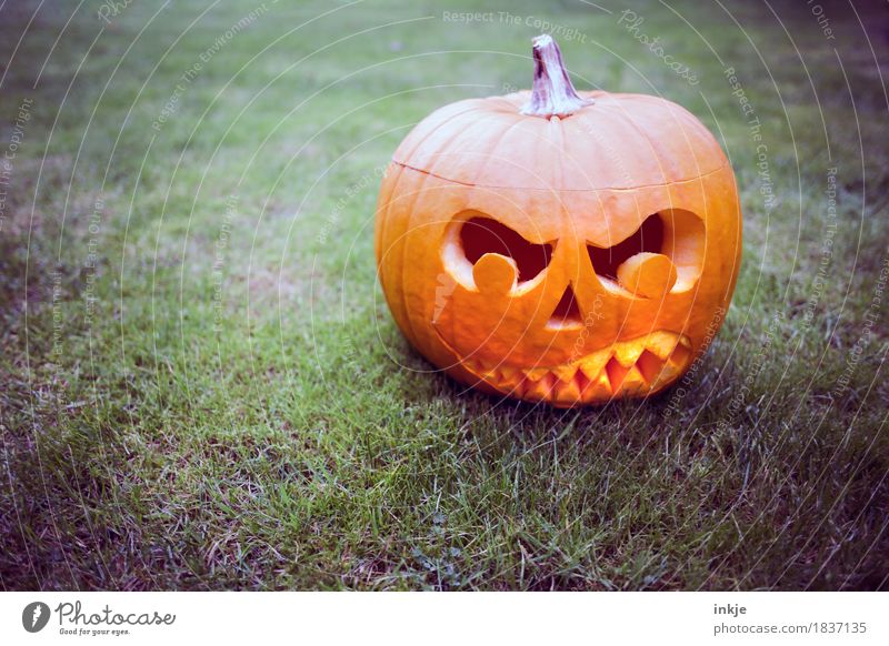 Pumpkin-TRASH! pumpkin head Hallowe'en Autumn Meadow Pumpkin time Grimace Threat Dark Creepy Orange Emotions Moody Fear Anger Animosity Ferocious Evil Society