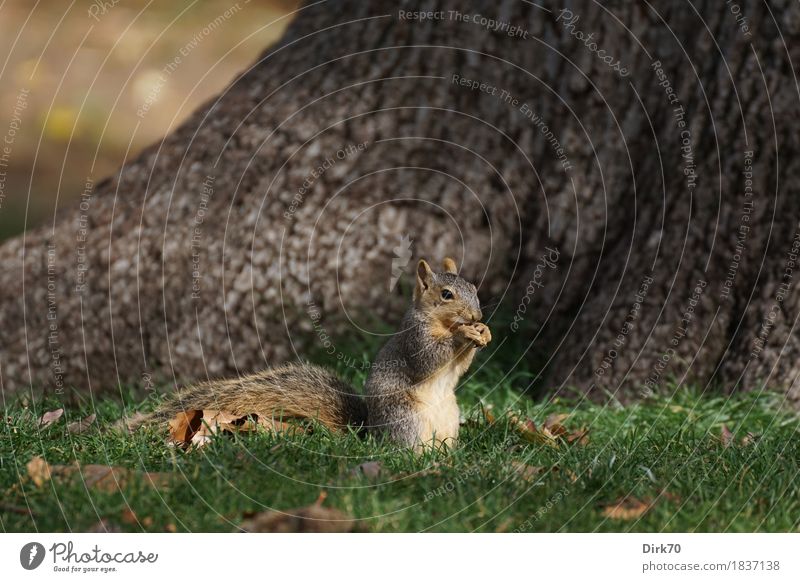 Squirrels in the morning sun Eating Environment Nature Sun Sunlight Autumn Beautiful weather Tree Tree trunk Autumn leaves Garden Park Meadow bouldering