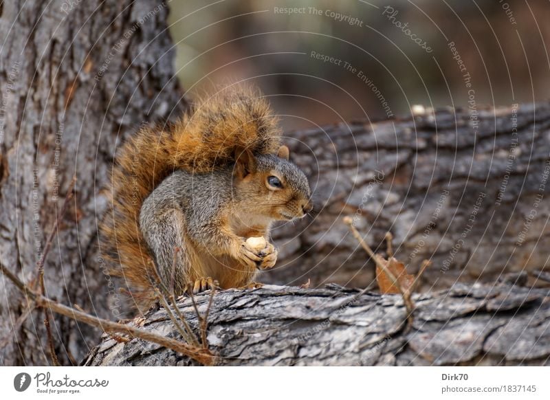 Could there be more than 600 nuts somewhere? Nutrition Eating Nature Autumn Tree Tree trunk Branch Twig Tree bark Acorn Garden Park Forest bouldering Colorado